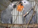 Жако и Амазоны птенцы выкормыши говорящие от заводчика / Орел